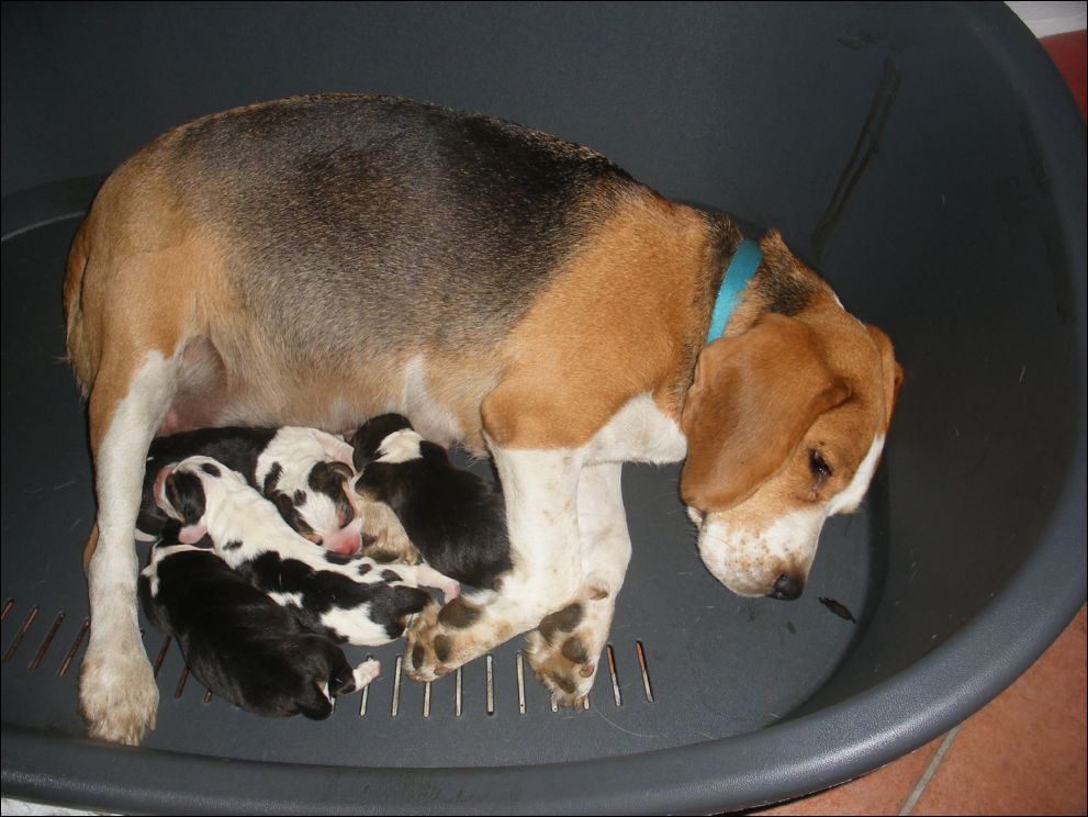 cuccioli amelie-7